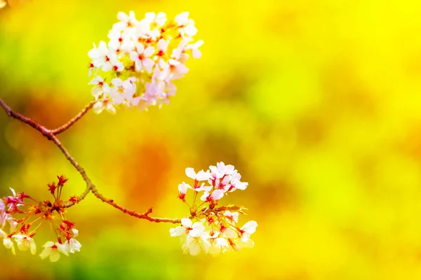 분홍색, 노란색, 빨강, 보라색과 녹색의 클로즈업이 만개한 아름답고 다채로운 벚꽃. — 스톡 사진