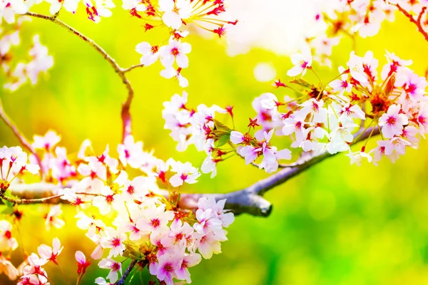 Rosa, gelb, rot, lila und grün von Nahaufnahmen in voller Blüte in voller Pracht wunderschön farbenfroher Kirschbaum. — Stockfoto