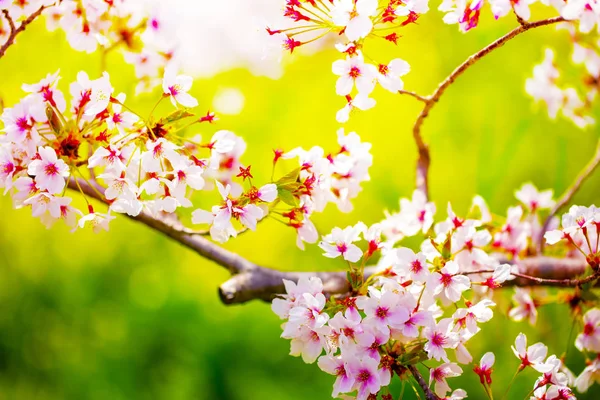 Rosa, gelb, rot, lila und grün von Nahaufnahmen in voller Blüte in voller Pracht wunderschön farbenfroher Kirschbaum. — Stockfoto