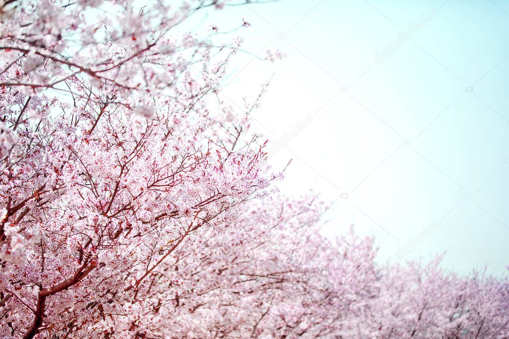 Beautiful cherry blossom sakura in spring time over blue with white sky.