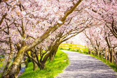 güzel sakura ağacı veya kiraz ağacı tünel altında bir yürüyüş yolu.