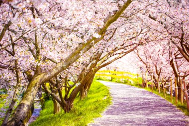 güzel sakura ağacı veya kiraz ağacı tünel altında bir yürüyüş yolu.