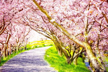 güzel sakura ağacı veya kiraz ağacı tünel altında bir yürüyüş yolu.