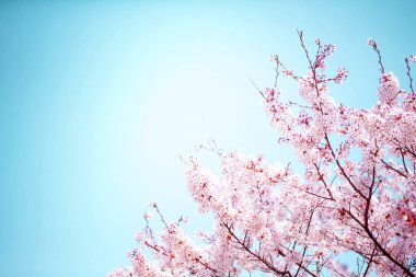 Güzel kiraz çiçeği sakura ilkbahar zamanı mavi gökyüzünde.