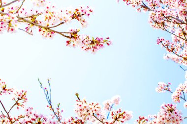 Tam çiçek güzel pembe kiraz çiçeği Çerçevesi. uzay güzel mavi gökyüzü.