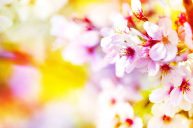 Pembe, sarı, kırmızı ve mor yakın çekim tam çiçek tam zafer güzel renkli kiraz ağacı.