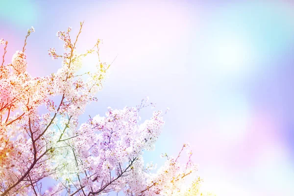 Красива сакура вишневого цвіту навесні над барвистим небом . — стокове фото