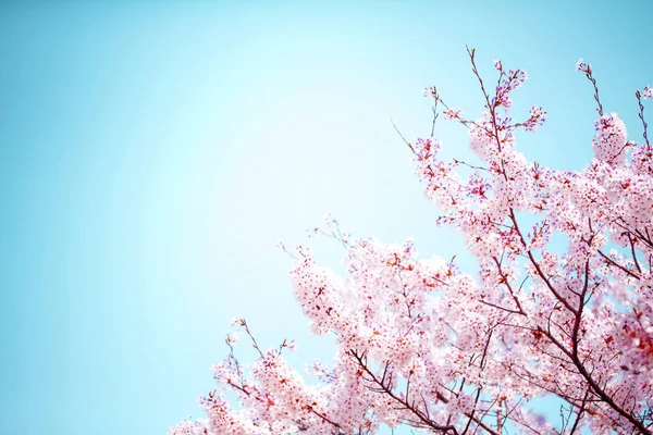 Όμορφη σακούρα άνθη κερασιάς την άνοιξη πάνω από το γαλάζιο του ουρανού. — Φωτογραφία Αρχείου