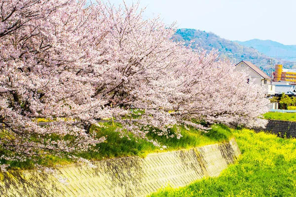 Красивая сакура цветущая сакура в весеннее время над голубым небом. . — стоковое фото