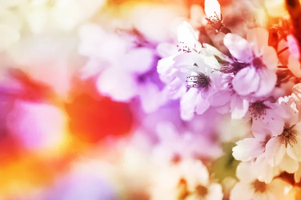 분홍색, 노란색, 빨간색과 보라색의 클로즈업 전체 영광 아름 답게 다채로운 벚꽃. — 스톡 사진