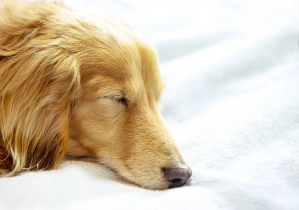 Pretty dachshund sleeps sweetly in a bed on light blue blanket. — Stock Photo, Image