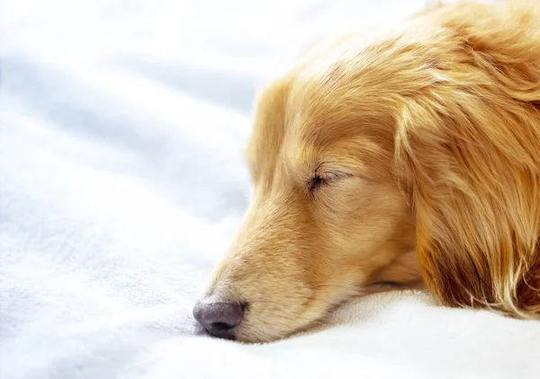 Pretty dachshund sleeps sweetly in a bed on light blue blanket. — Stock Photo, Image