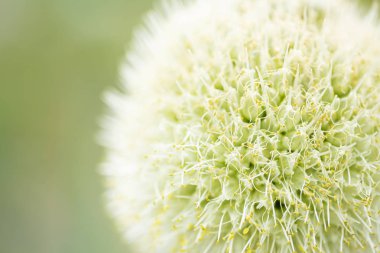 Taze pırasa soğan çiçekleri makro yeşil arka plan üzerinde izole.