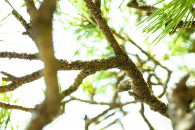 çam ve gökyüzü alttan aldı.