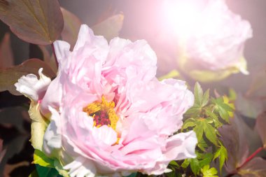 Siyah arka planda iki açık pembe şakayık. Yaklaş ve uzayı kopyala..