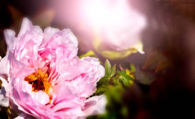 Siyah arka planda iki açık pembe şakayık. Yaklaş ve uzayı kopyala..