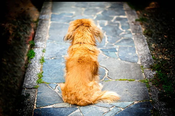 Cão Está Sentado Espera Seu Mestre Cão Figura Traseira Pavimento — Fotografia de Stock