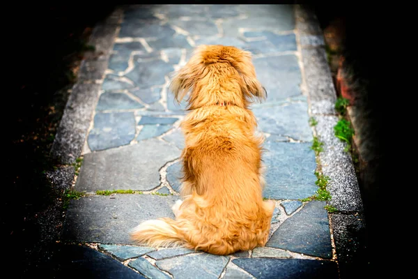 Pes Sedí Čeká Svého Pána Pes Zadní Postavy Chodníku Kamenem — Stock fotografie