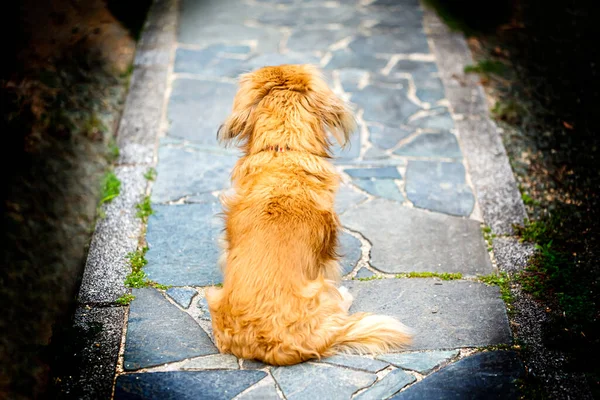 Köpek Oturuyor Sahibini Bekliyor Kaldırım Taşlı Arka Figürün Köpeği — Stok fotoğraf