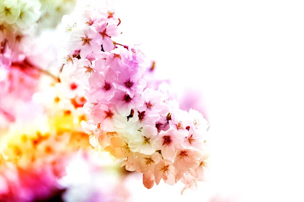 Pink Yellow Red Purple Close Ups Full Blossom Full Glory — Stock Photo, Image