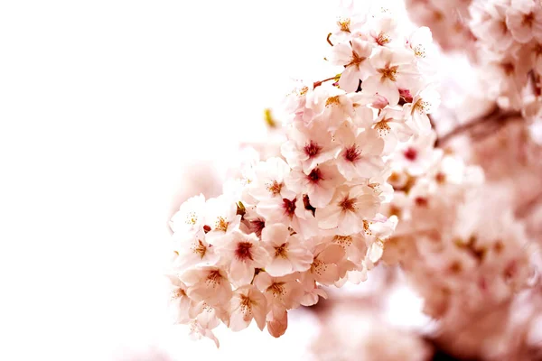 Rosa Von Nahaufnahmen Voller Blüte Voller Pracht Wunderschön Kirschbaum Kirschblüte — Stockfoto