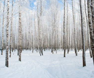 Huş ağaçları kış kar parkta