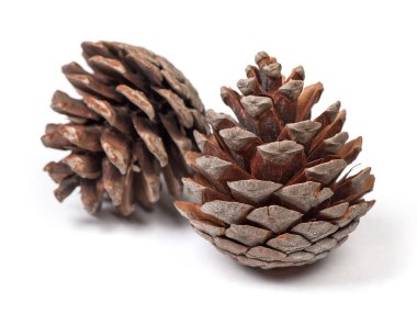 Beyaz arka plan üzerinde izole güzel çam kozalakları yakın çekim