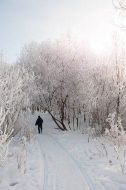 Sokağa park karla kaplı ağaçlar arasında