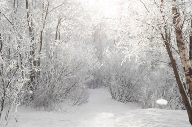 Sokağa park karla kaplı ağaçlar arasında