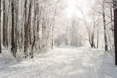 Sokağa park karla kaplı ağaçlar arasında