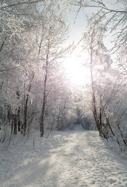 Sokağa park karla kaplı ağaçlar arasında
