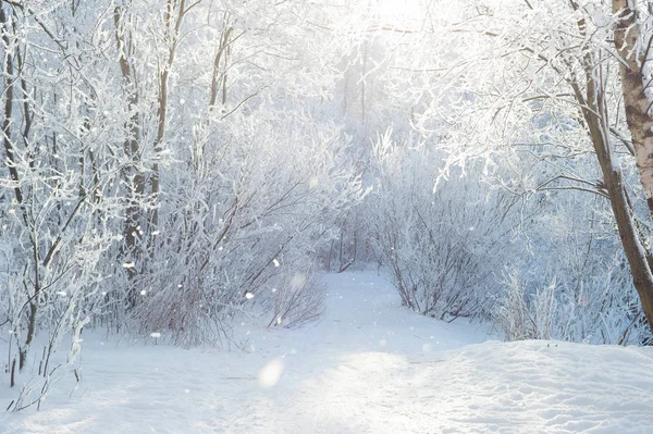 Inverno Neve Campo Com Árvores Nevadas Beco — Fotografia de Stock