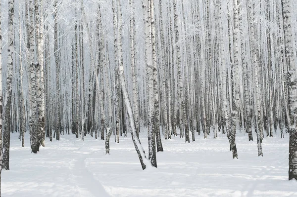 Parque Abedules Invierno Nieve — Foto de Stock