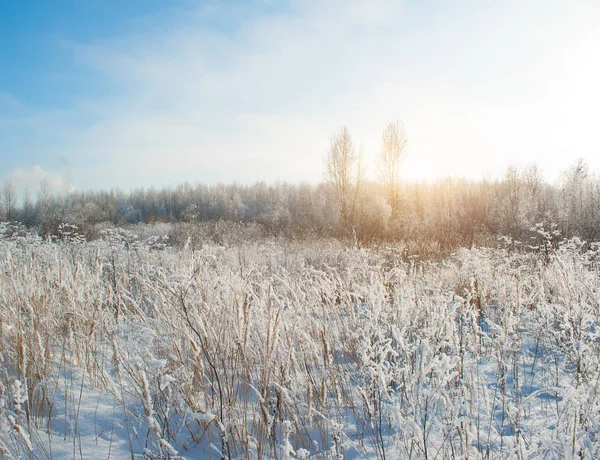 Zima Snow Pole Ośnieżonych Drzew — Zdjęcie stockowe