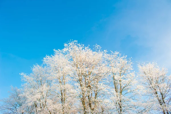 Gałęzie Pokryte Śniegiem Zimie — Zdjęcie stockowe