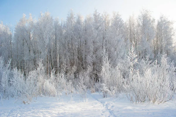 Inverno Neve Campo Com Árvores Nevadas — Fotografia de Stock
