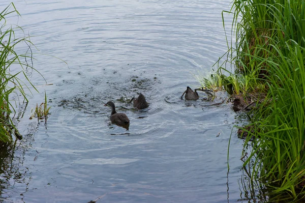 Pequenos Patos Alimentando Lagoa — Fotografia de Stock