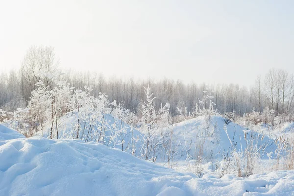 Nieve Invierno Campo Con Árboles Nevados — Foto de Stock