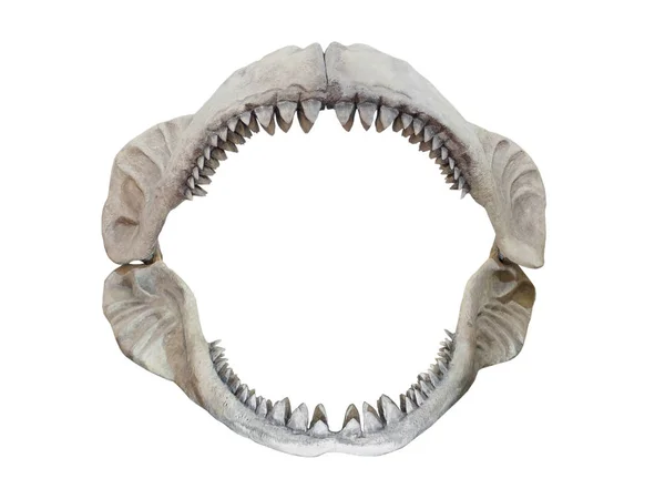 Mandíbulas Reales Carcharodon Megalodon Tiburón Más Grande Que Jamás Haya — Foto de Stock