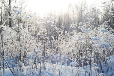 Kış karla kaplı alan bitkilerde