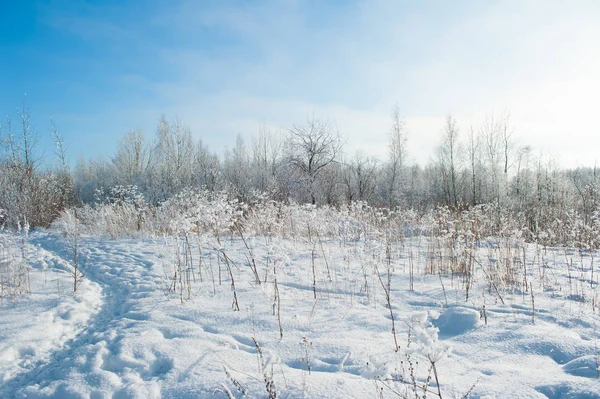 Zima Snow Pole Ośnieżonych Drzew — Zdjęcie stockowe