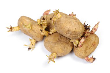 Filizlenmiş patates üzerinde beyaz izole