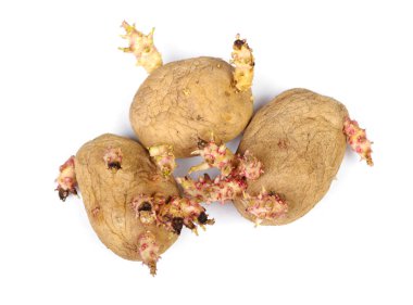 Filizlenmiş patates üzerinde beyaz izole