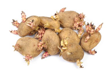 Filizlenmiş patates üzerinde beyaz izole