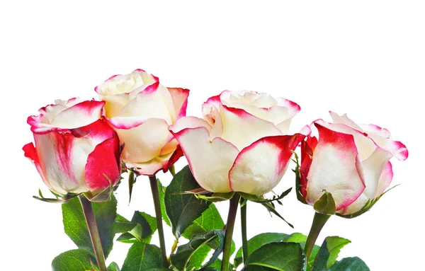 Rosas Isoladas Branco — Fotografia de Stock