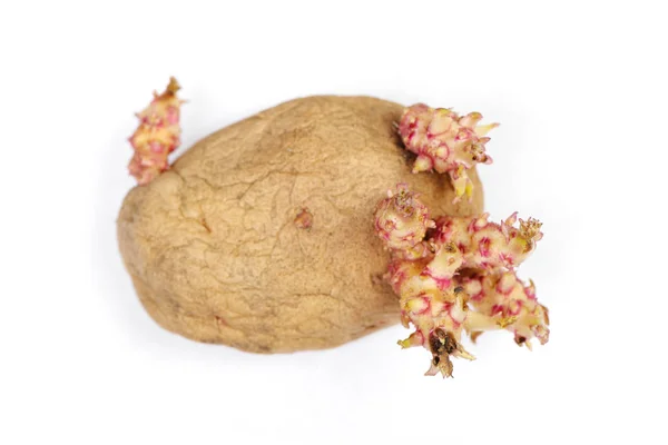 Пророщена Картопля Ізольована Білому — стокове фото