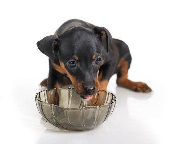 Beyaz arka plan üzerinde izole minyatür Pinscher köpek yavrusu drinkong