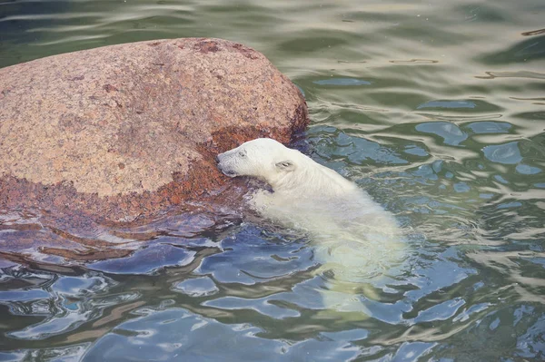 Pequeño Oso Polar Blanco Lucha Por Vida Agua —  Fotos de Stock