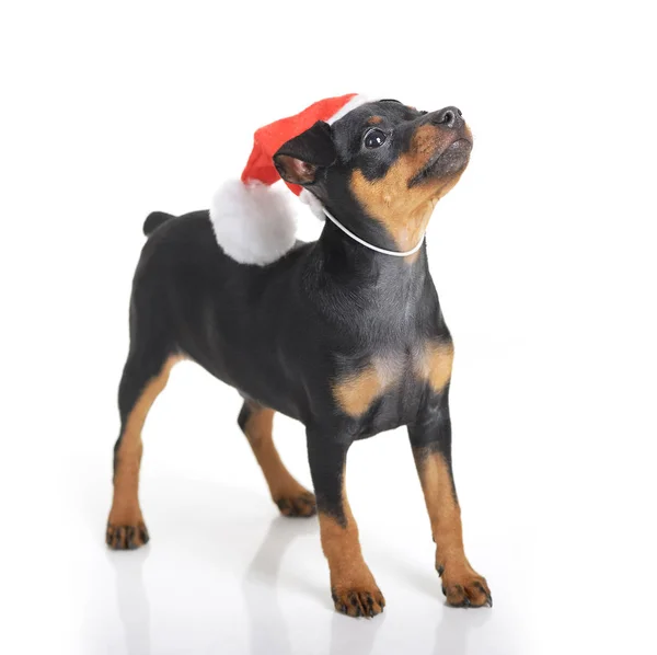 Rolig Hund Santa Hatt Isolerad Vit — Stockfoto