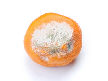 Beyaz arka plan üzerinde izole küflü çürük mandarin